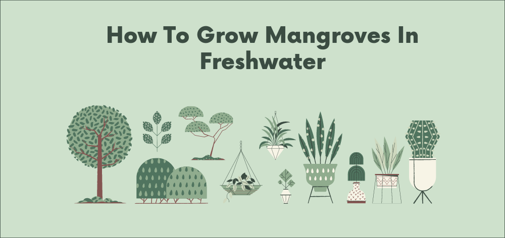 Exploring the Benefits Where Can Mangrove Grow in Freshwater 1 can mangroves grow in freshwater