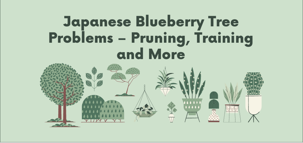 Japanese Blueberry Tree Problems - Pruning, Training and More 1 Japanese Blueberry Tree Problems