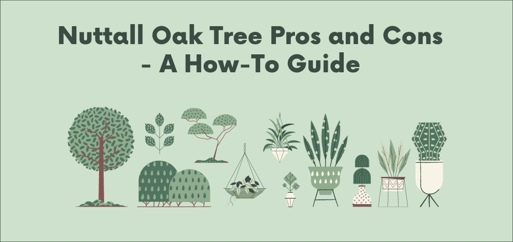 Nuttall Oak Tree Pros and Cons - A How-To Guide 1 Nuttall Oak Tree Pros and Cons