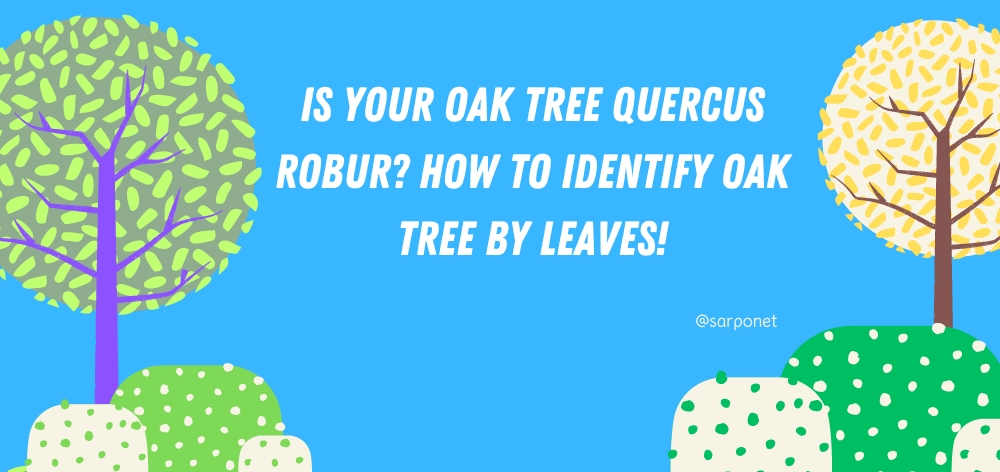 Is Your Oak Tree Quercus Robur? How To Identify Oak Tree By Leaves! 1 how to identify oak tree by leaves