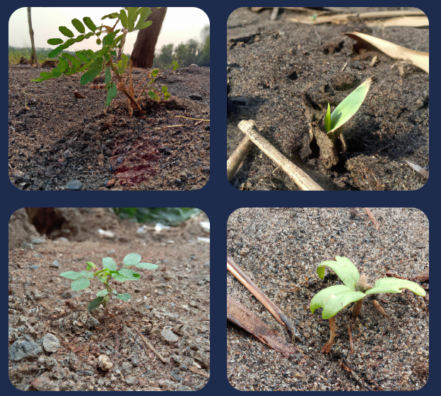 The 7 Types of Trees That Thrive in Sandy Soil 1 types of trees that grows in sandy soil