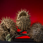 10 Tree Seed Pod Identification Pictures: A Proper Guide 4 How do you identify seeds?