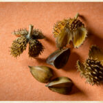 10 Tree Seed Pod Identification Pictures: A Proper Guide 6 31088736432 7553fc8ba3 b