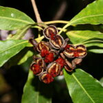 10 Tree Seed Pod Identification Pictures: A Proper Guide 7 51274789982 3b4e4bfdfb b