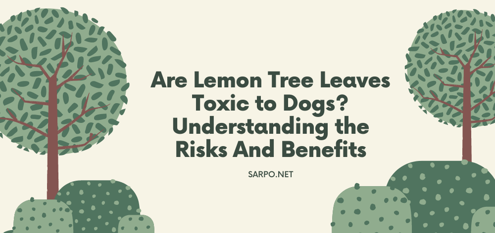 Are Lemon Tree Leaves Toxic to Dogs? Understanding the Risks And Benefits 1 Are Lemon Tree Leaves Toxic to Dogs