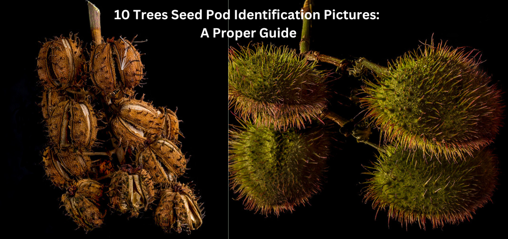 10 Tree Seed Pod Identification Pictures: A Proper Guide 1 Tree Seed Pod Identification Pictures