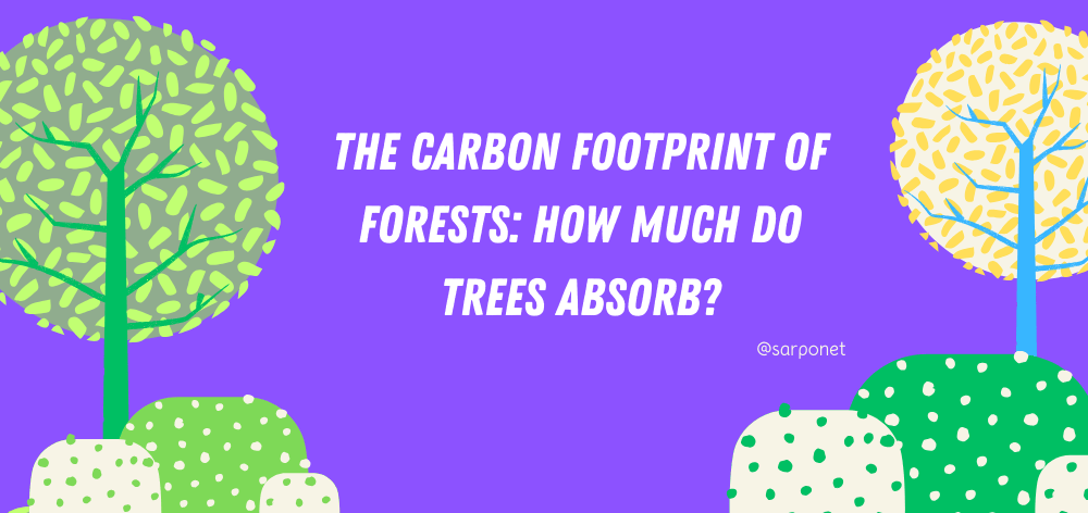 The Carbon Footprint of Forests: How Much Do Trees Absorb? 1 How Much Carbon Do Trees Absorb?