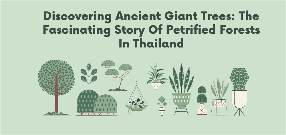 Discovering Ancient Giant Trees: The Fascinating Story of Petrified Forests in Thailand 1 ancient giant trees found petrified in thailand