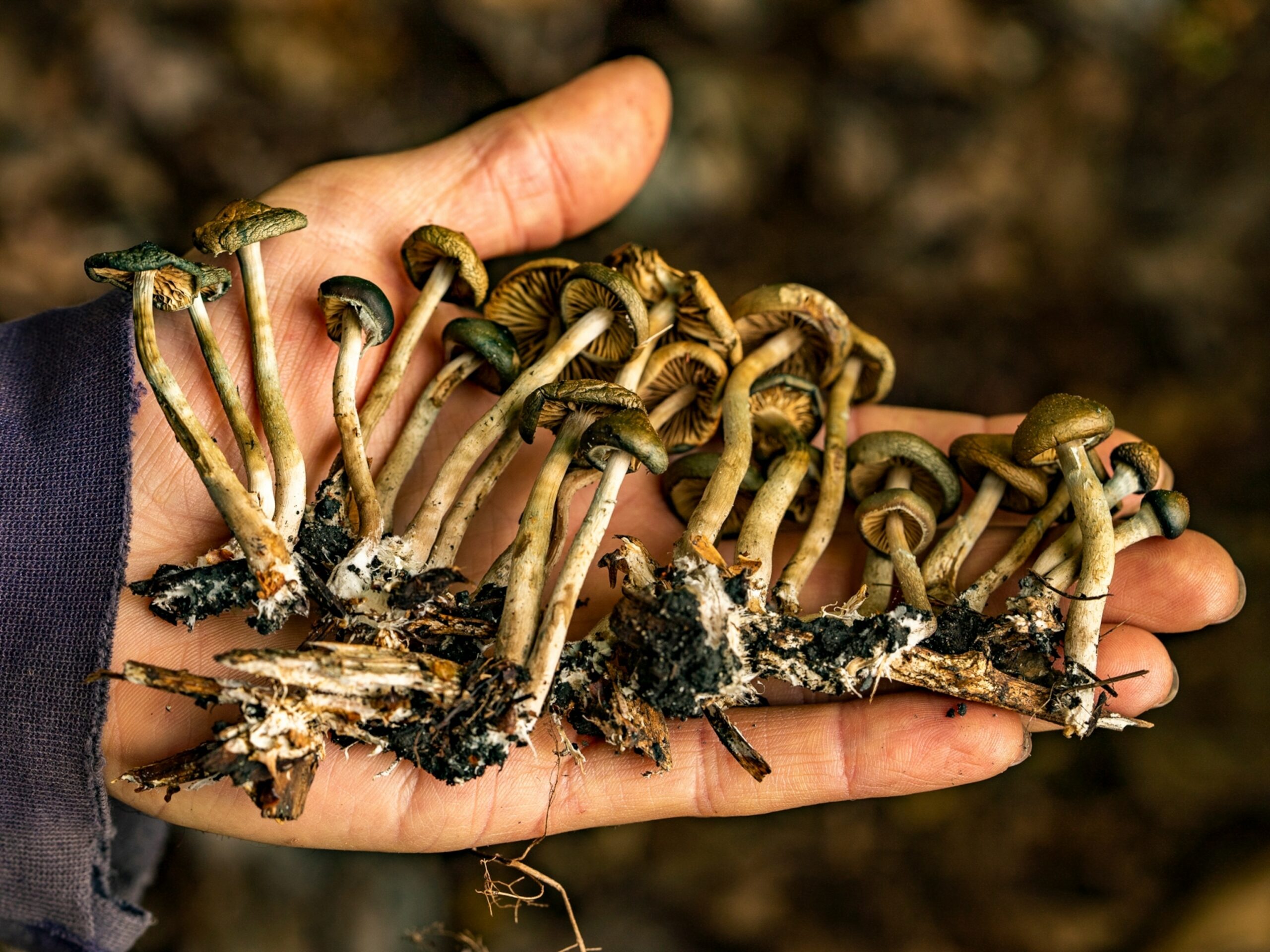 How Fast Do Cedar Trees Grow? Discover the Surprising Truth! 1 cd8d26cbf29a40ae8f88e33f229a8787 scaled