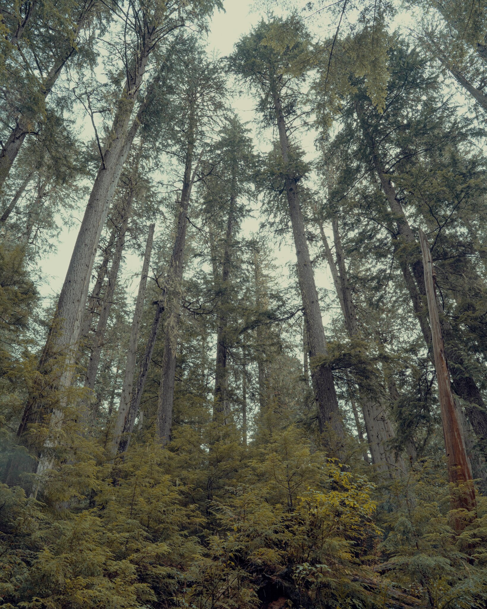 Discover The Oxygen Producers Among Trees 1 ed7bc924203048beb57b953849d8b4f0