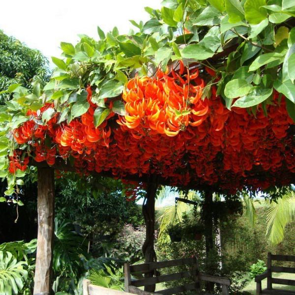 Discover the Exquisite Beauty: Plants That Flower in the Shade! 1 Plants That Flower in the Shade