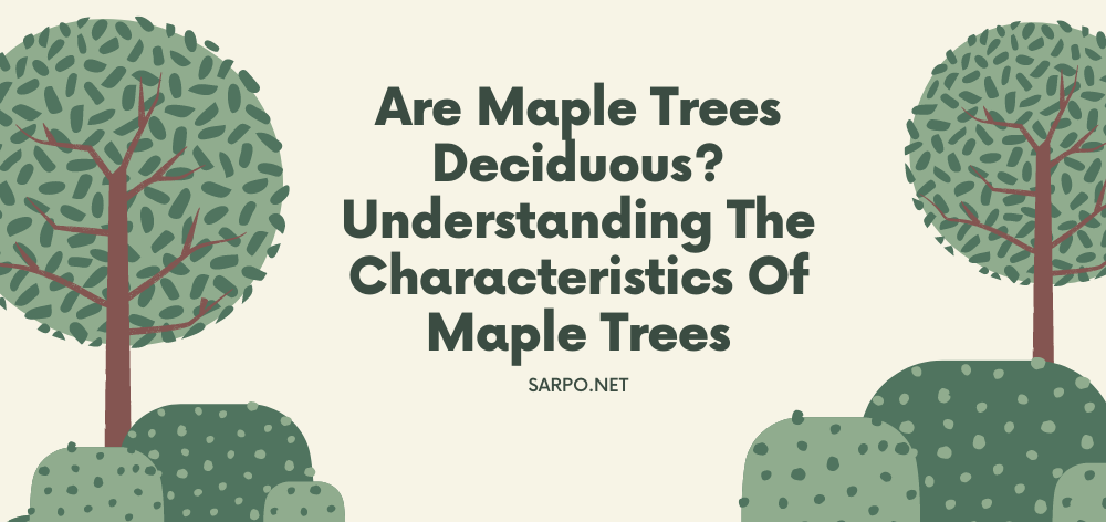 Are Maple Trees Deciduous? Understanding the Characteristics of Maple Trees 1 6