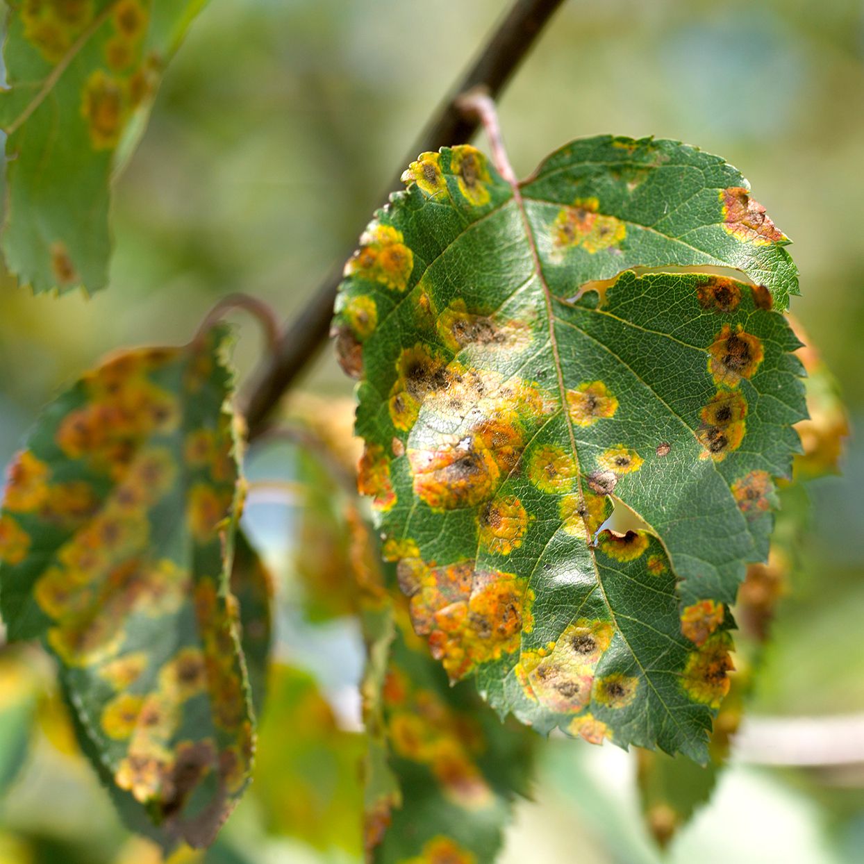 Holly Tree Leaves Turning Yellow: A Guide to Diagnosing and Treating the Issue 1 Holly Tree Leaves Turning Yellow