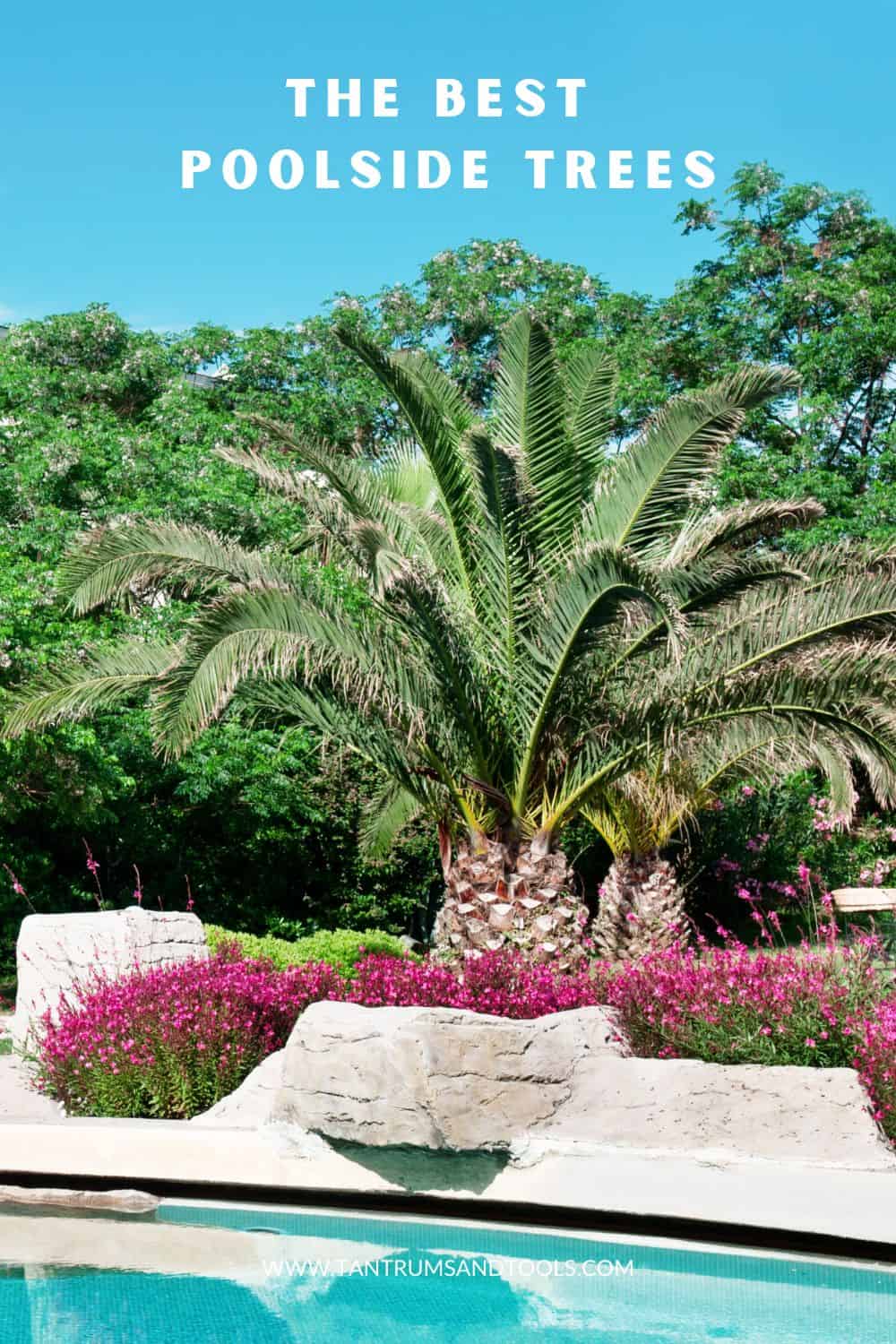 How to Grow Coconut Palm Trees: Ultimate Guide for Thriving Gardens 1 How to Grow Coconut Palm Trees