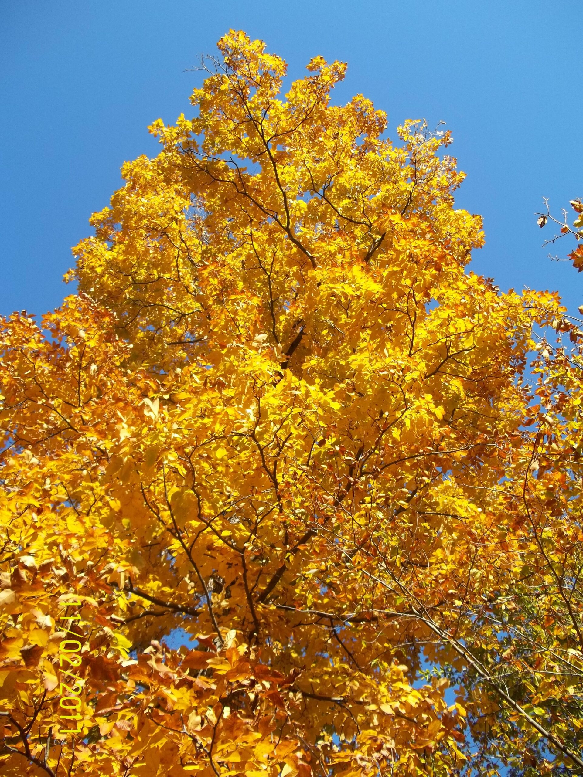 Redbud Tree Leaves Turning Yellow: Unmasking the Mystery 1 Redbud Tree Leaves Turning Yellow