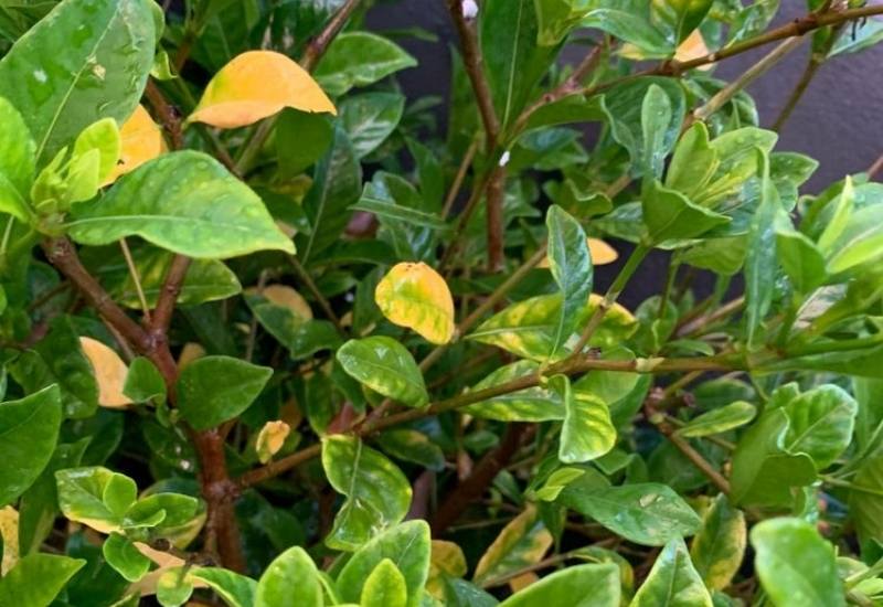 Why are My Gardenia Leaves Turning Yellow? Discover the Solution! 1 Why are My Gardenia Leaves Turning Yellow