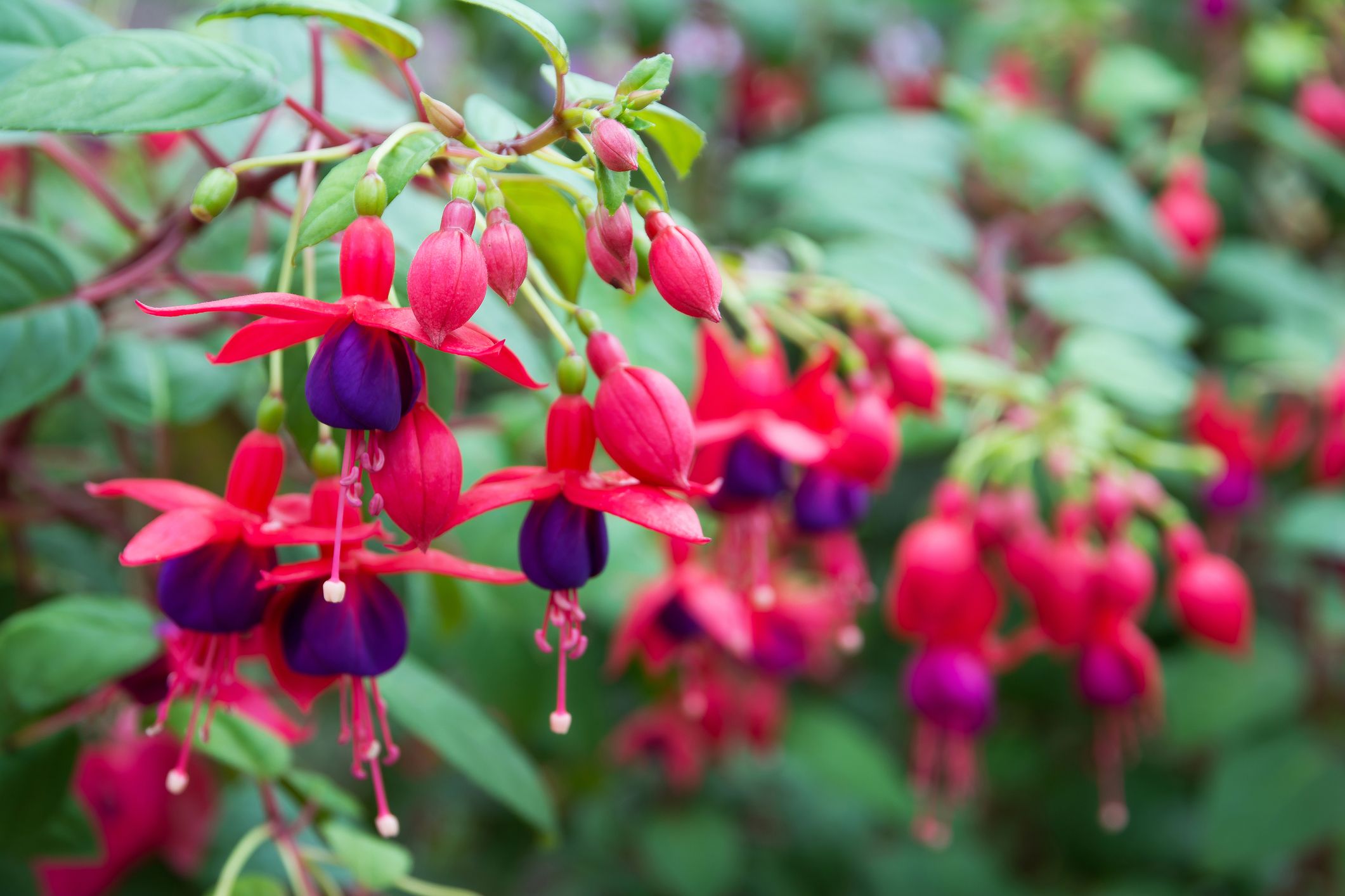 Best Plants for Hanging Baskets Full Sun: Vibrant Blooms All Summer 1 Best Plants for Hanging Baskets Full Sun