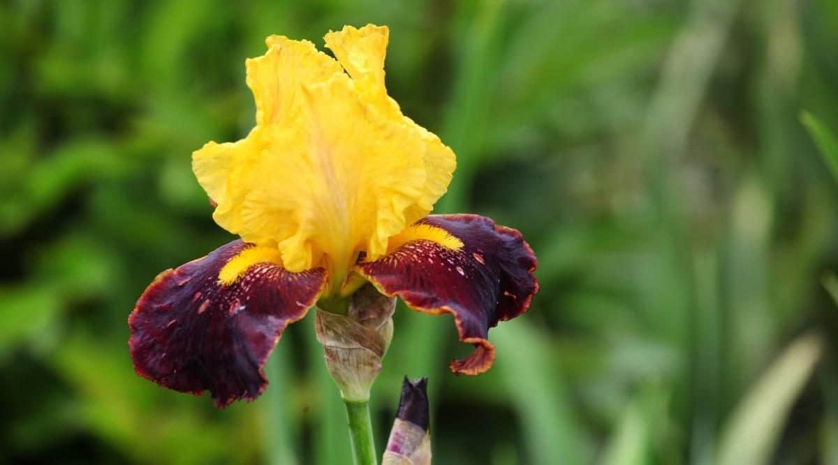 Best Plants for Pots in Arizona: Thrive in the Desert! 1 Best Plants for Pots in Arizona