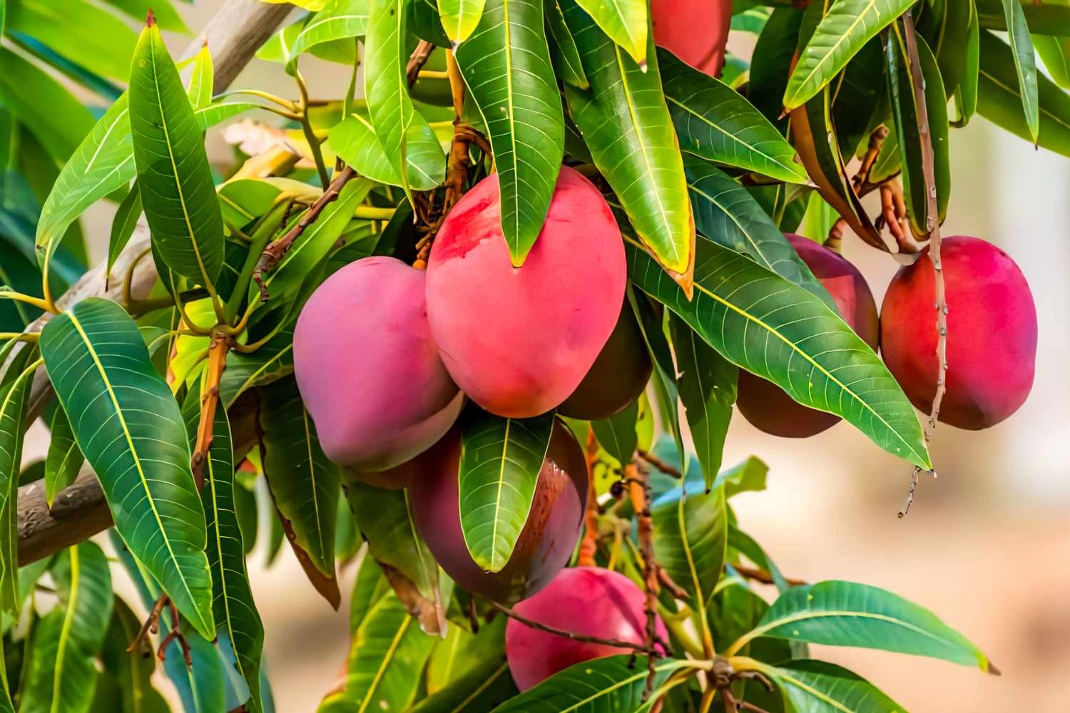 How to Plant a Mango Tree from Seed: Expert Tips 1 How to Start a Mango Tree from Seed