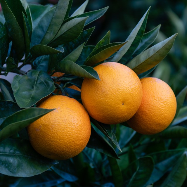 How to Apply Epsom Salt to Citrus Trees 1 How to Apply Epsom Salt to Citrus Trees