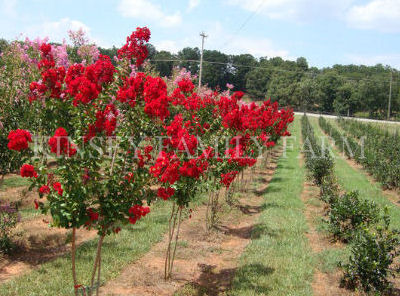 Different Types of Crape Myrtles (Natchez, Dynamite, Etc.): A Complete Guide 1 Different Types of Crape Myrtles (Natchez, Dynamite, Etc.)