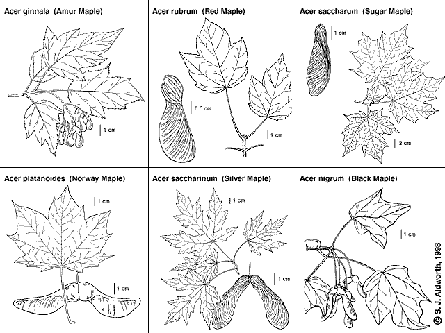 Identifying Red Maple Trees by Their Leaves And Bark: Expert Tips 1 Identifying Red Maple Trees by Their Leaves And Bark
